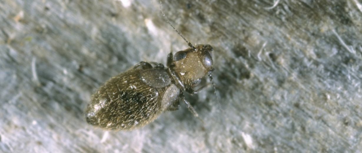 Hilfe gegen Staubläuse in der Wohnung RPR1.